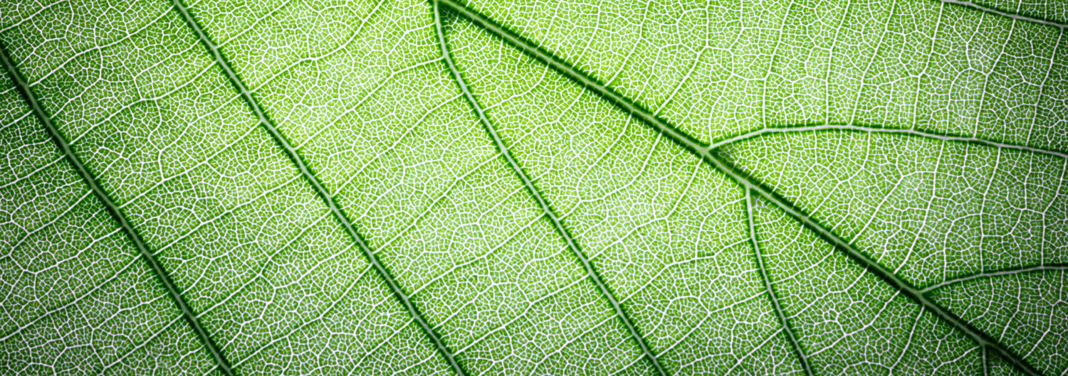 Web-Green-Plant